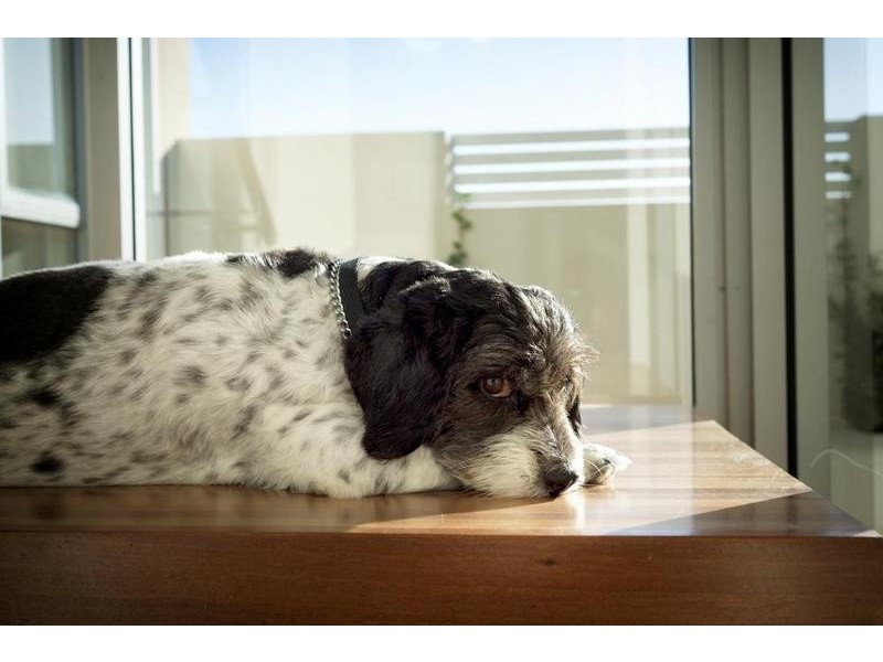 8 Draper Street, North Coogee WA 6163