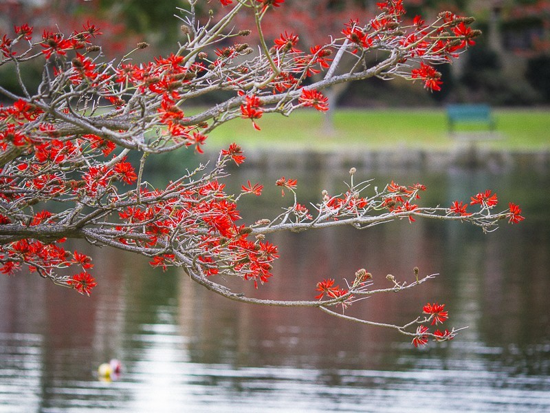 38 Draycott Loop, Canning Vale WA 6155