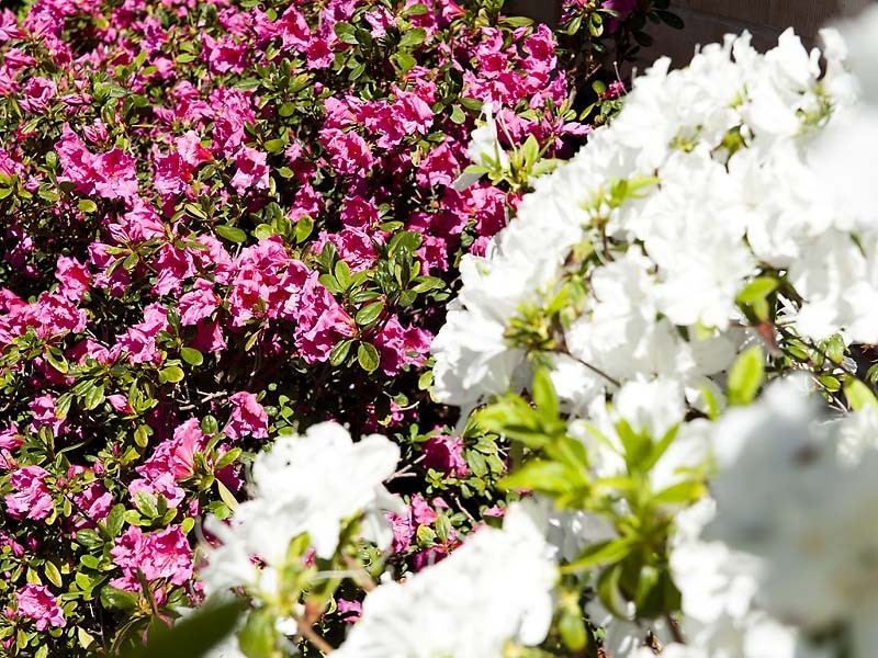 9 Victor Street, Hilton WA 6163