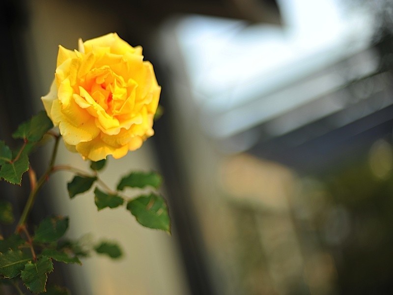 2 Central Avenue, Beaconsfield WA 6162