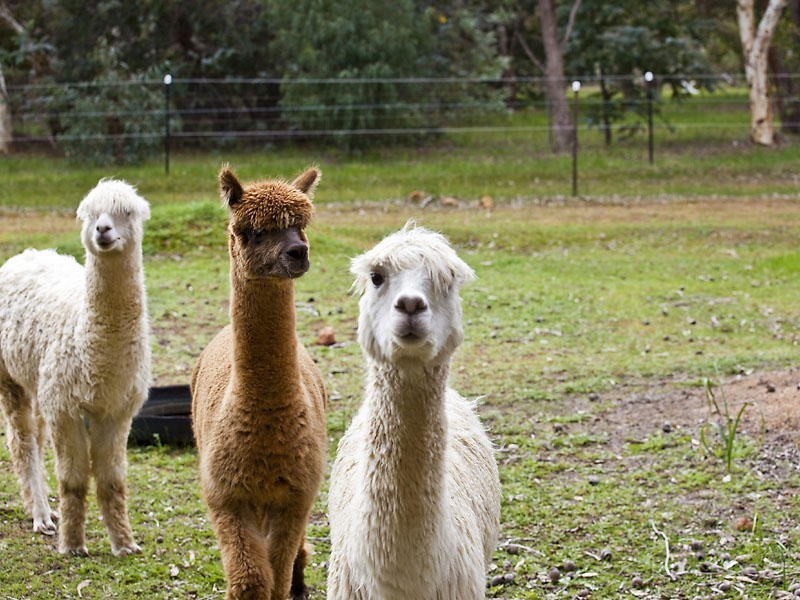 100 Boyamyne Road, Parkerville WA 6081