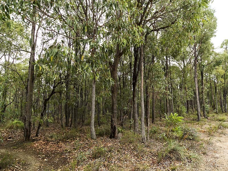 1 Hebb Court, Parkerville WA 6081