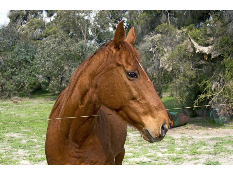 81 Peaceful Waters Drive, Barragup WA 6209