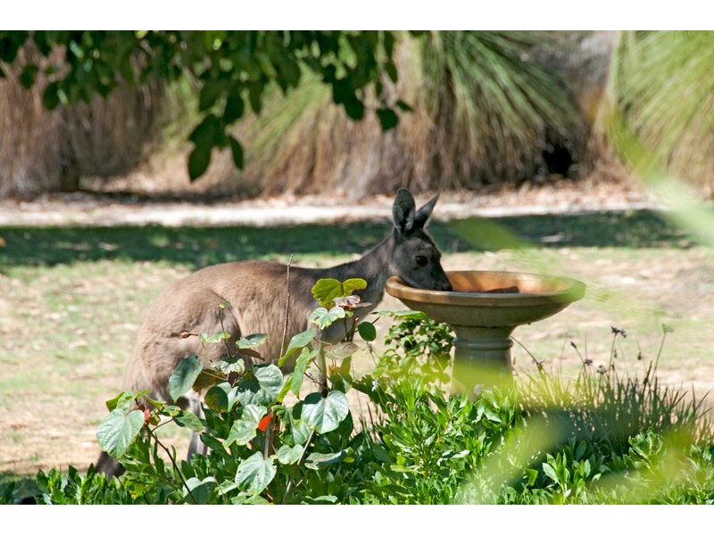 64 Nutbush Avenue, Falcon WA 6210