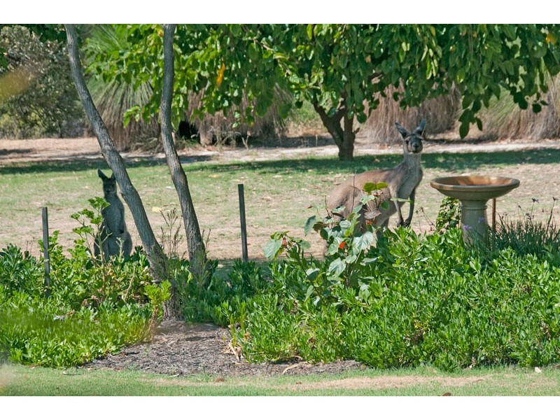 64 Nutbush Avenue, Falcon WA 6210