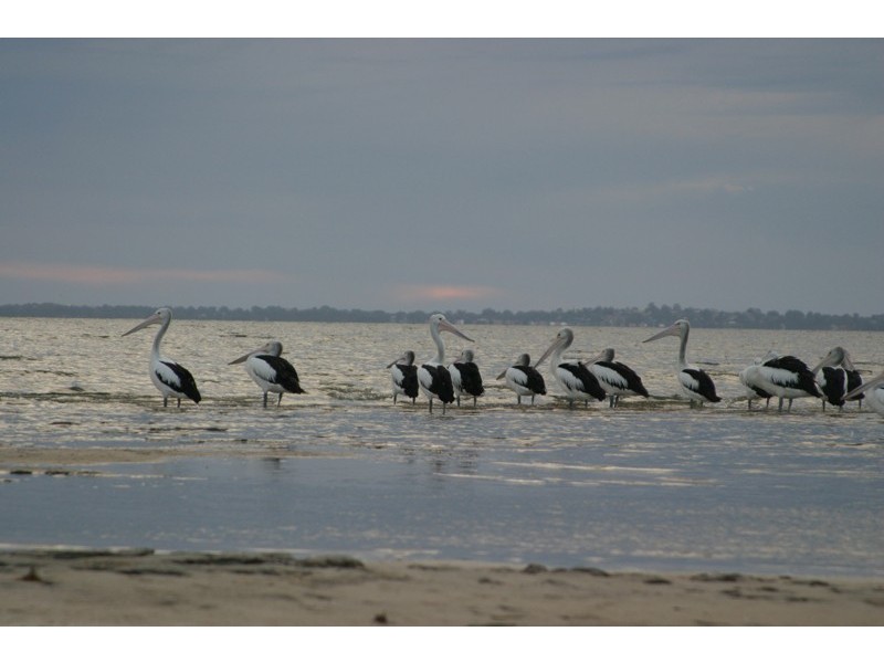 Lot 1,  Songlark Ramble, Coodanup WA 6210