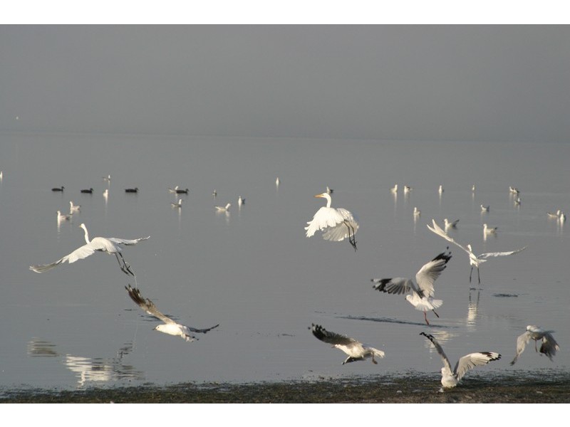 Lot 3,  Songlark Ramble, Coodanup WA 6210