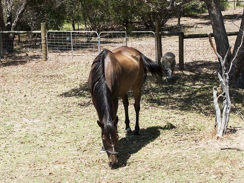 43 Blue Gum Way, South Yunderup WA 6208