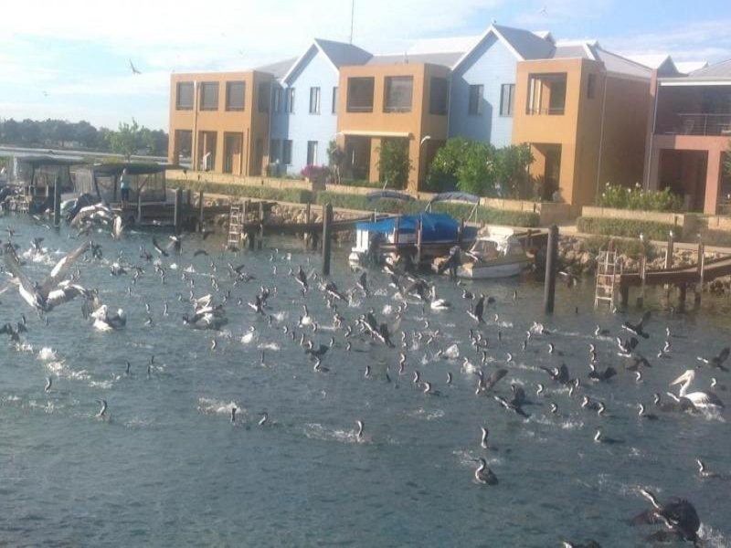 23 San Marco Quays, Halls Head WA 6210