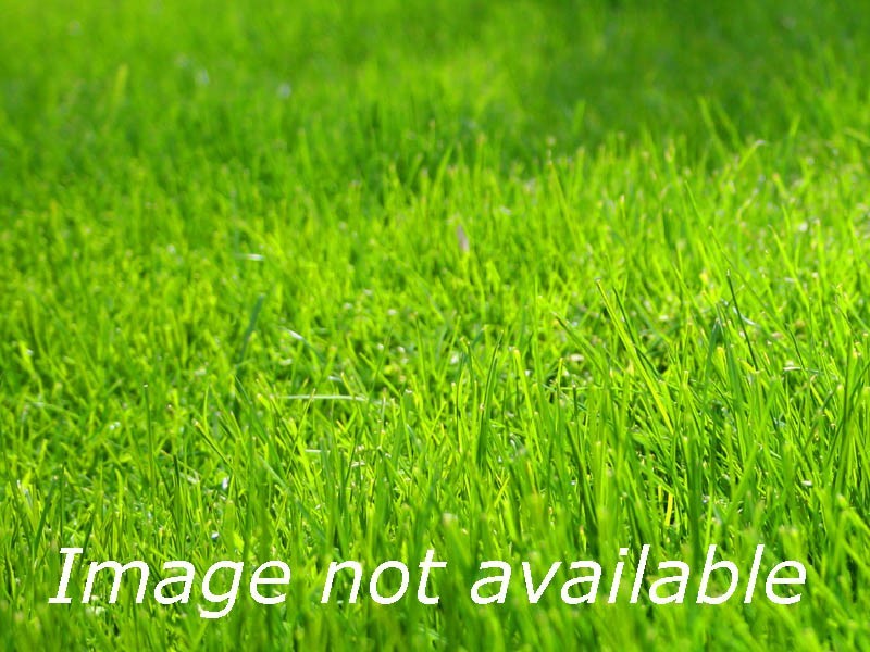 86 Pola Street, Dianella WA 6059