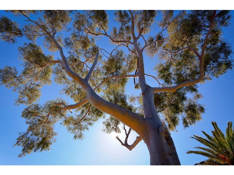 77 Grantham Street, Floreat WA 6014