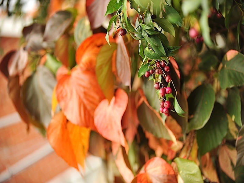 23 Sydenham Road, Doubleview WA 6018