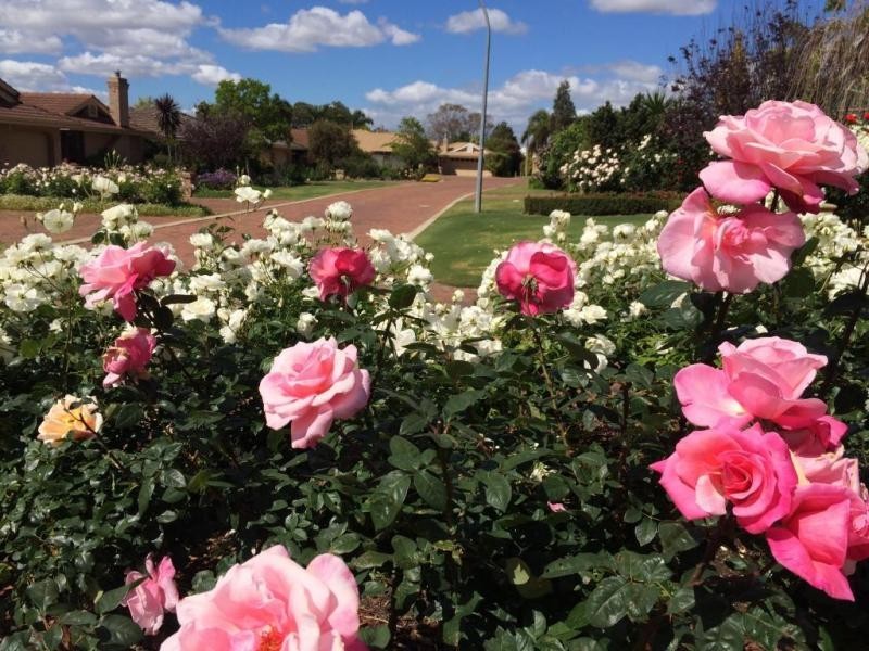 1 Mead Grove, Floreat WA 6014