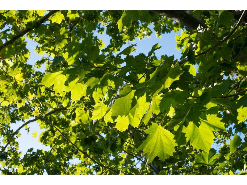 5 Hammond Road, Claremont WA 6010