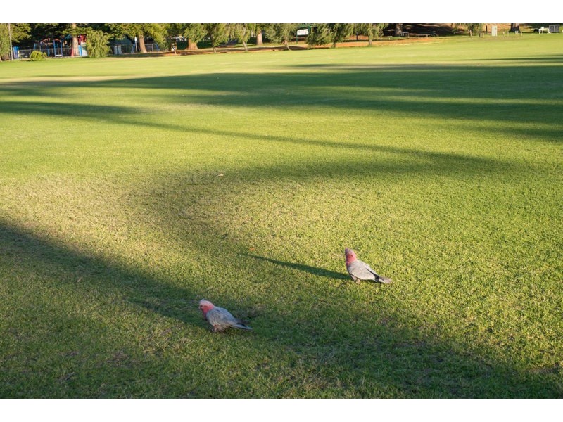 5 Hammond Road, Claremont WA 6010