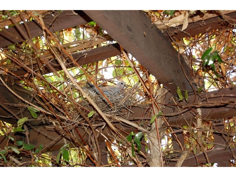 10 Tuart Place, Yangebup WA 6164