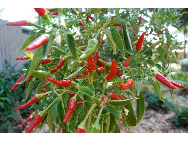 10 Tuart Place, Yangebup WA 6164