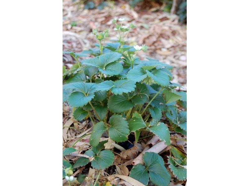 10 Tuart Place, Yangebup WA 6164