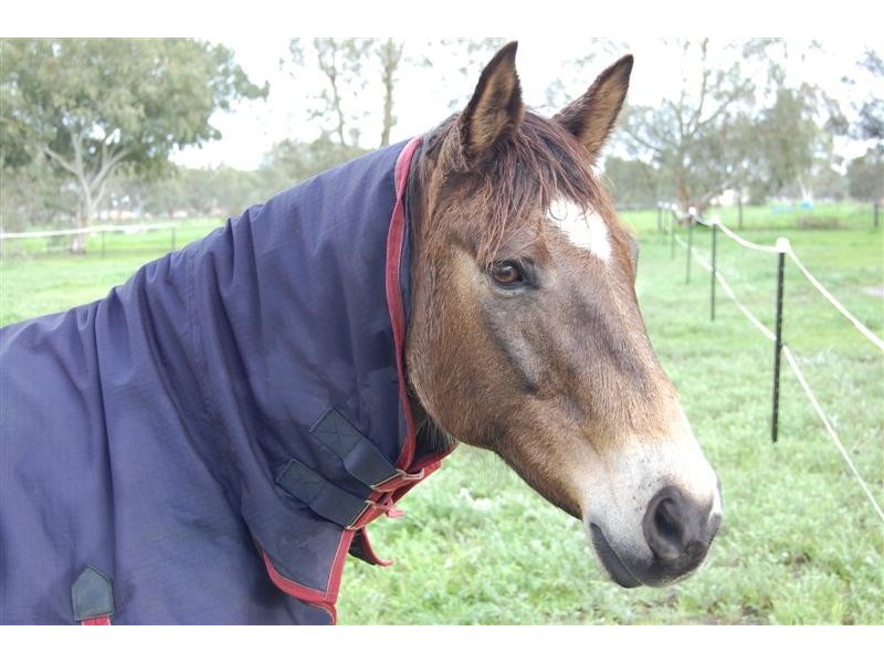 167 Albert Road, Middle Swan WA 6056