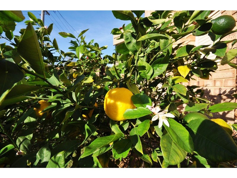 11/20 Wellington Street, Mosman Park WA 6012