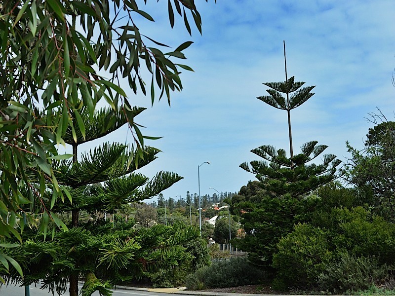 36 Servetus Street, Swanbourne WA 6010