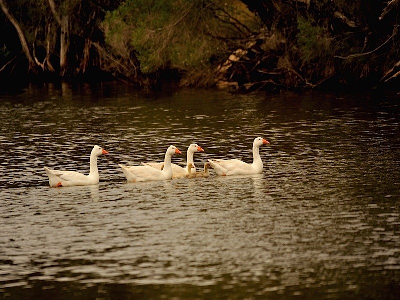 11 South Street, York WA 6302