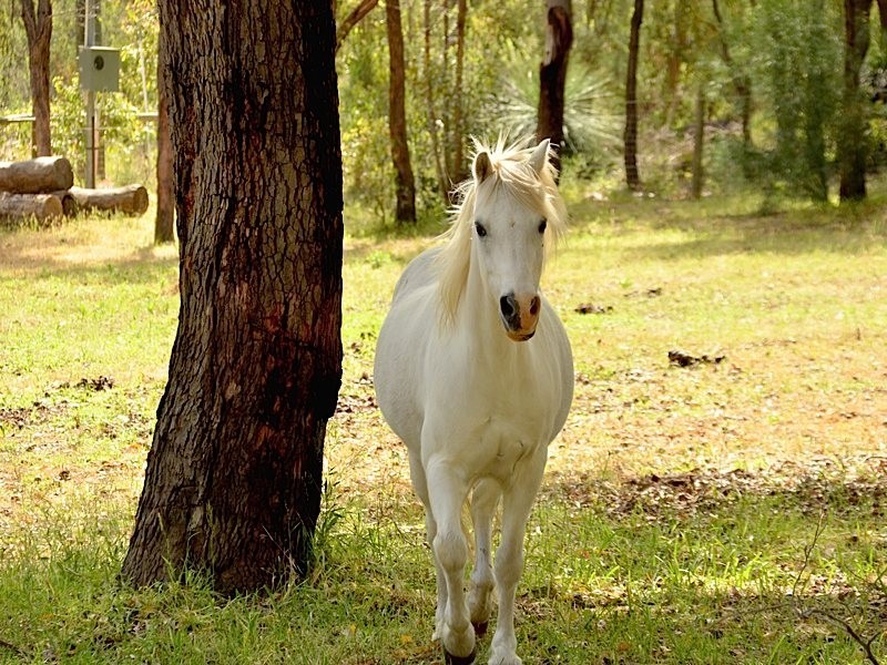 99 Moffett Road, Carmel WA 6076