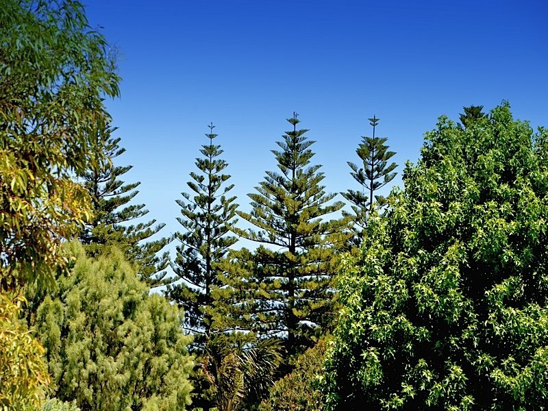 28 Kathleen Street, Cottesloe WA 6011