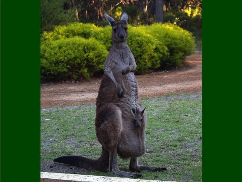 24 Vickery Road, Dunsborough WA 6281