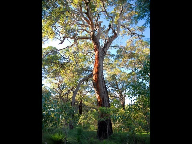 Lot 2 Butterly Road, Yallingup WA 6282