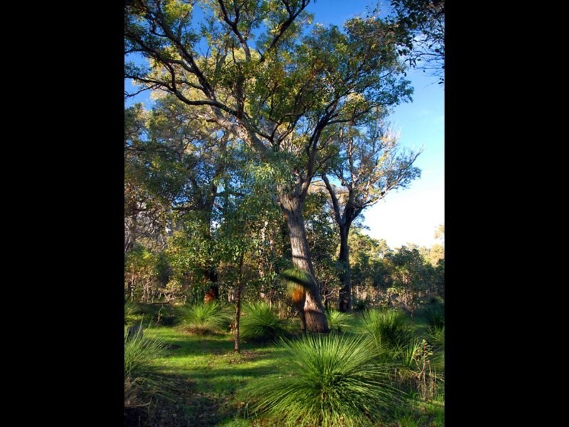 Lot 2 Butterly Road, Yallingup WA 6282