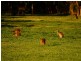 Bronzewing Road, Dunsborough WA 6281