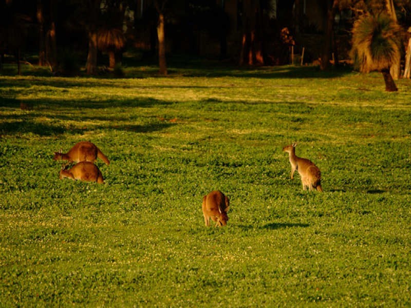 Bronzewing Road, Dunsborough WA 6281