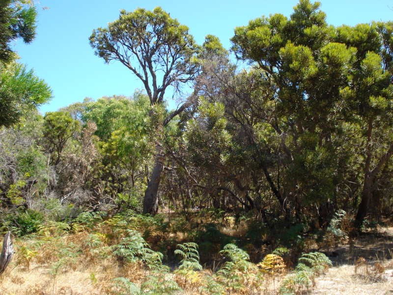 Lot 5 Kangaroo Parade, Yallingup WA 6282