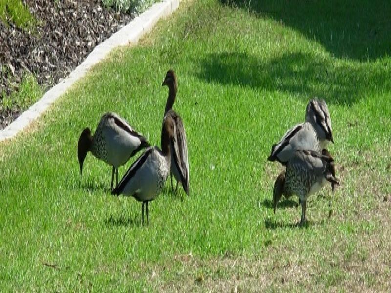 8 Cherry Hills Circle, Dunsborough WA 6281