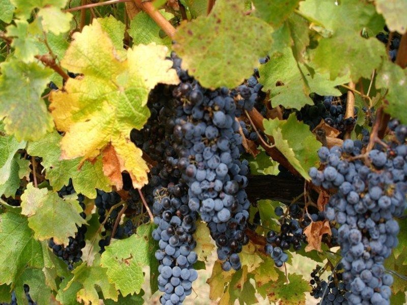 Margaret River WA 6285