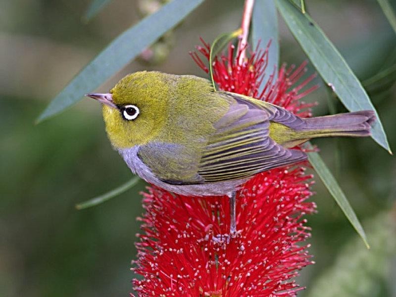 Margaret River WA 6285