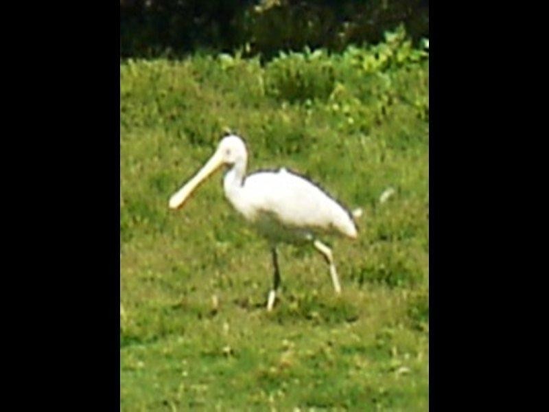 702 Broadwater Boulevard, Busselton WA 6280