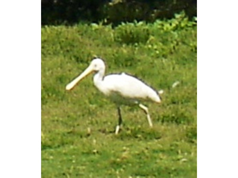 13 Sandilands Boulevard, Busselton WA 6280