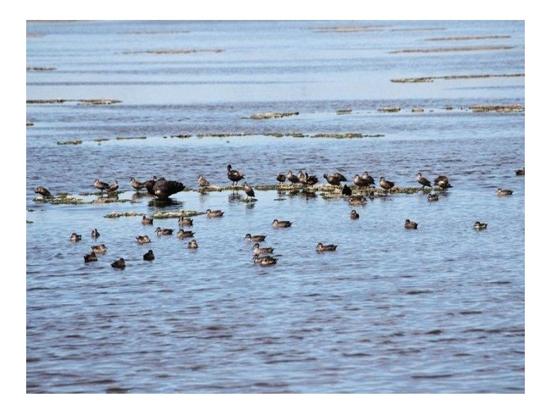 37 Estuary View Drive, Busselton WA 6280