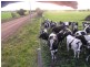 Boyanup WA 6237