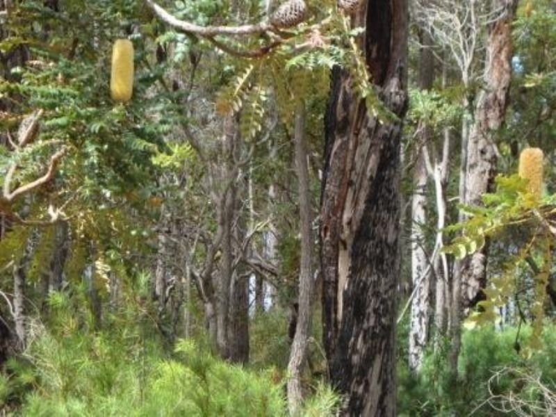 21 Georgiana Cross, Cowaramup WA 6284