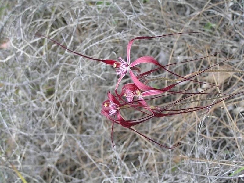 Lot 17,  Irvine Road, Metricup WA 6280