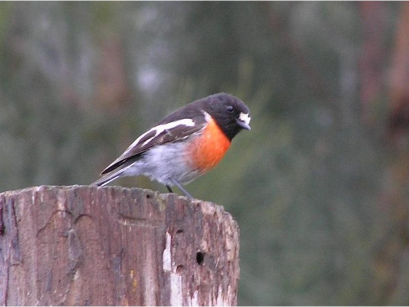 Lot 17,  Irvine Road, Metricup WA 6280