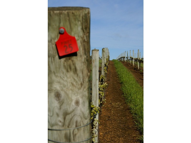 Lot 3 Vasse Highway, Pemberton WA 6260