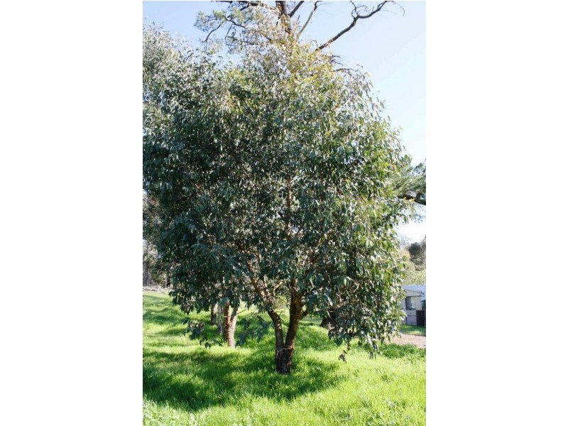 103 Greenbushes-Grimwade Road, Greenbushes WA 6254