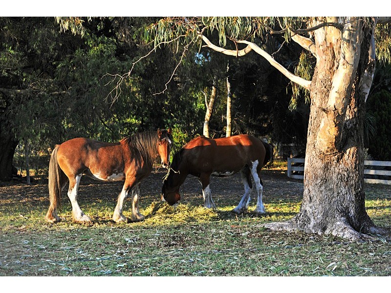 67 Redgum Way, Vasse WA 6280