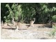Lot 8 Cowslip Place, Yallingup WA 6282