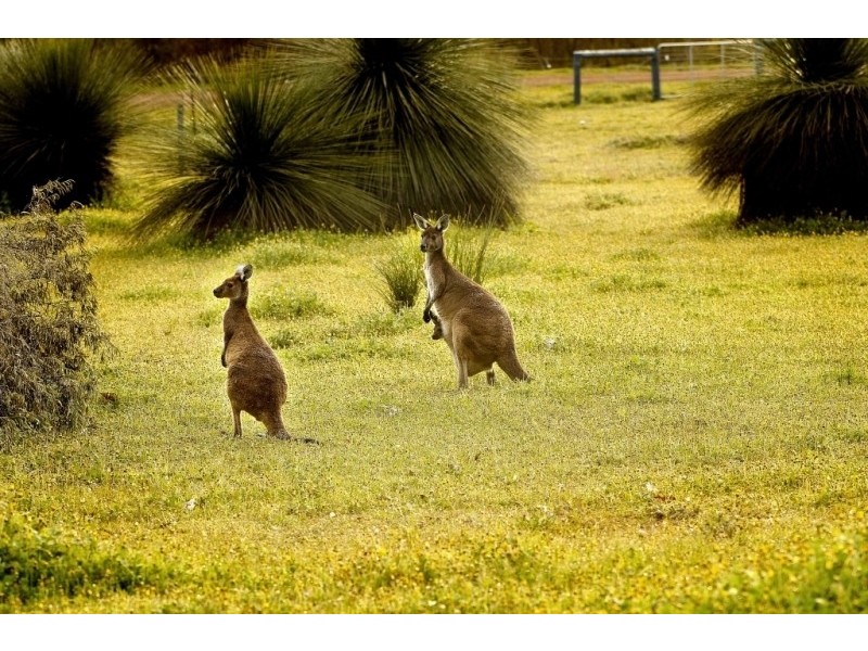 Lot 2, 162 Haag Road, Carbunup River WA 6280