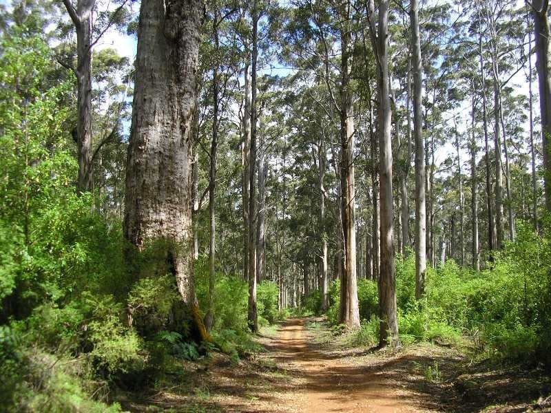 12928 Vasse Highway, Pemberton WA 6260